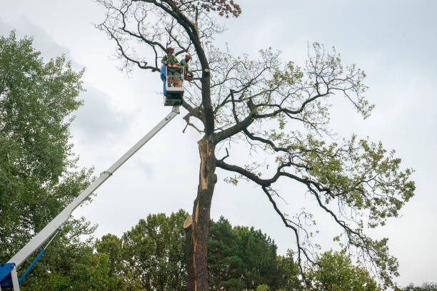 Best Arborist Consultation Services  in Stroud, OK